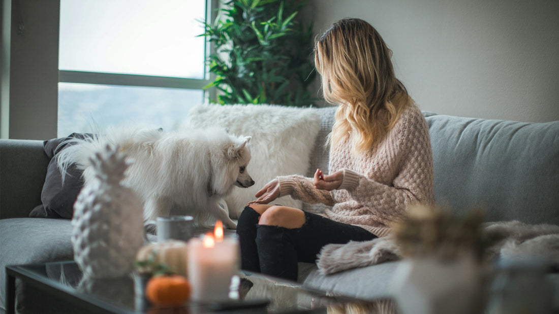 SEEDShub pet-home cleaning lifestyle